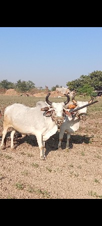 બળદ વેચવાના છે