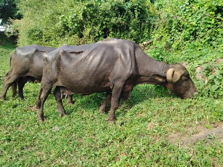 વેચવાની છે