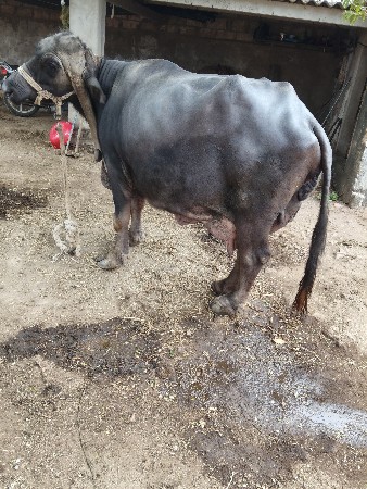 ભેશ વેચવાની છે