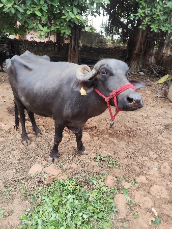 ભેંસ વેચવાની છે