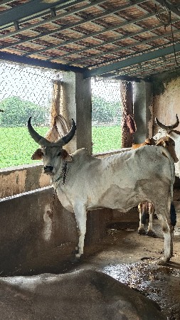 કાંકરેજ ગાય વેશવાનિ છે