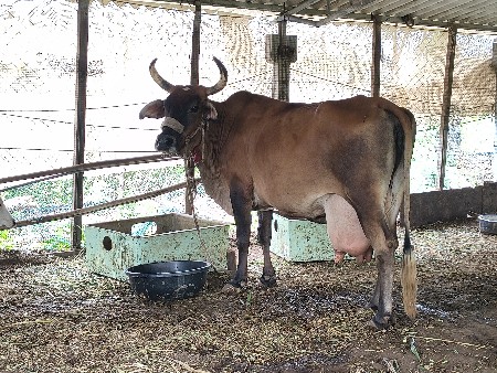 3 વેતર નીચે વાચડી છે