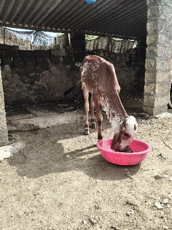 કાબરી 11મહીનાની