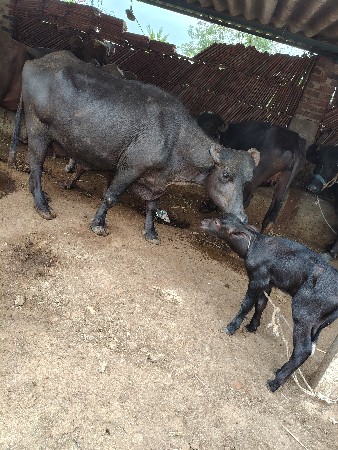 ભેંશ વેચવાની છે બીજુ વેતર