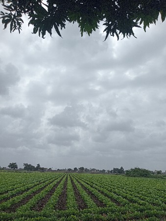 જામ રાવલ માં જમીન વેચવાની છે.