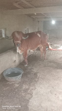 પેલા વેતર ની સે