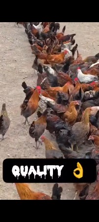 સોનાલી મૂર્ધા