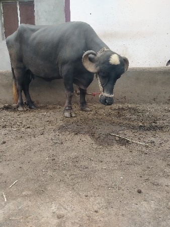 ભેંસ વેચવાની છે.