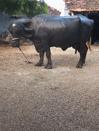 ભેસ વેચવાની છે