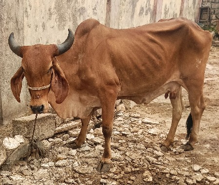 ગીર ગાય વેચવાની છે