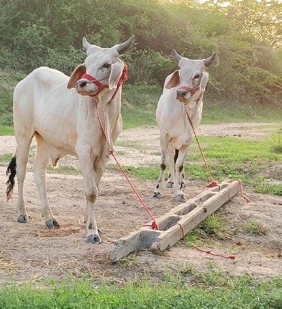 આ ગોડલા વેચવાના છે