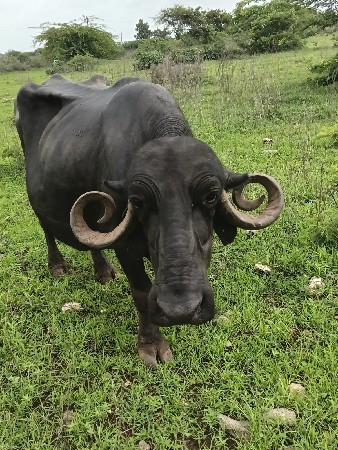 ભેસ. વેશવાનીશે