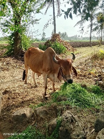 બળદ વેશવાના