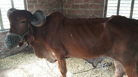બળદ વેચવાનો છે