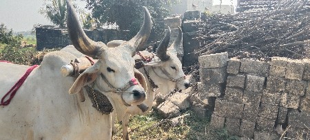 બળદ વેચવા ના છે બીજી વાવણી ના