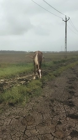 વેચવાની