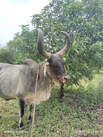 કાકરેજ ગાયુ