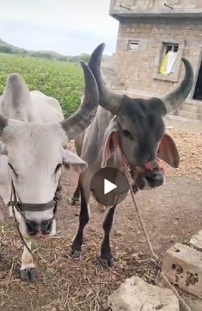 બળદ વેચવાના છે