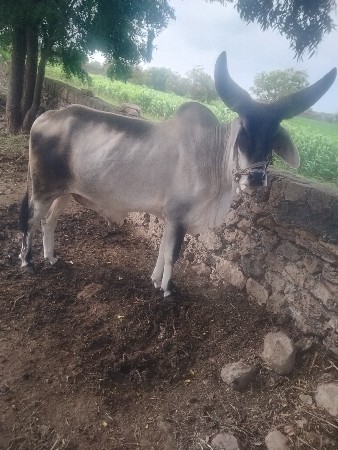 ગોધલો વેચવાનો છે