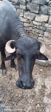 આ ભેંસ વેચવાની છે