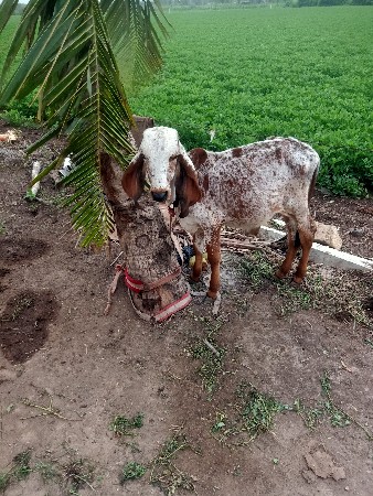 વાછરડો દેવોનો ગિર મફત