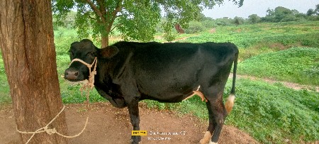 બેય ગાયો એક સાથે દઈ દેવાની છે