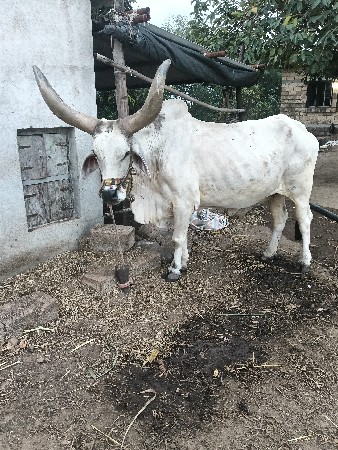 1 બળદ વેચવાનો છે