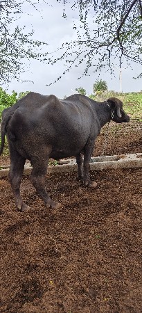 ભેંસ વેચવાની છે