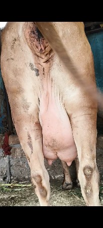 બે ગાય વેસવાની બીજા વેતર એક એક