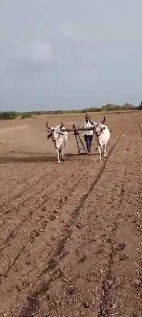 કચ્છ કાંકરેજ