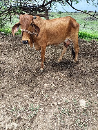 ગાય વેચવાની છે પહેલું વેધર
