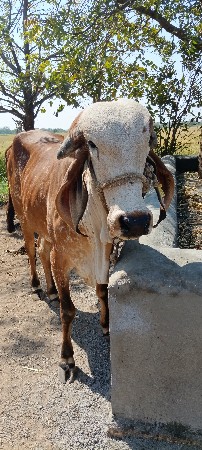 ઓરિજનલ ગીર