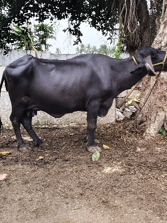 વેચવાની છે ભેંસ
