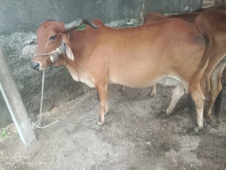 આ યગા વેચવાની છે