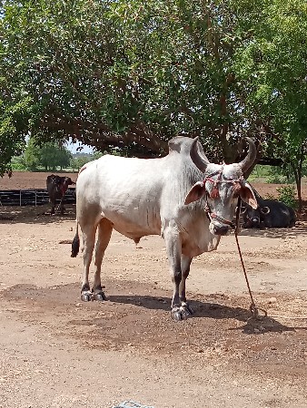 બળદ