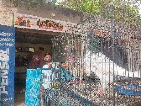 લાલ મારવાડા