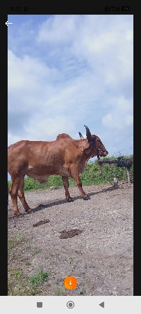 વેંચવાનો છે