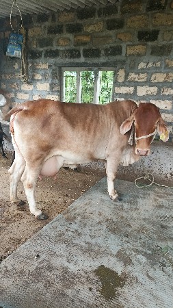 ગીર ગાય વેચવાની છે