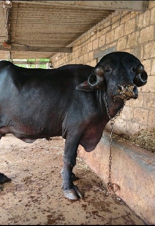 વેચવાની છે
