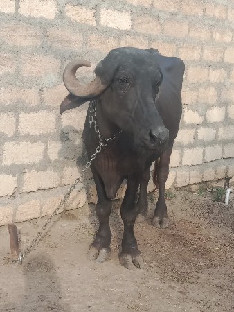 ભેંશ વેચવાની છે