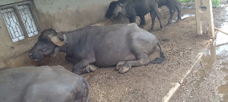 ભેંસ વેસવાની છે