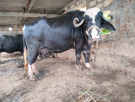 vechvani chhe