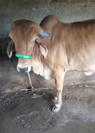 ગીર હૉડકી