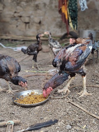 અસીલ