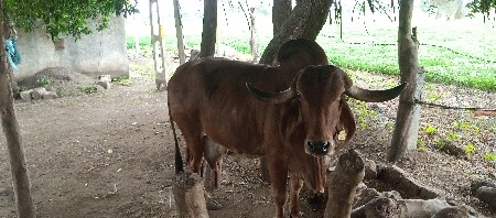 ગીરગાય