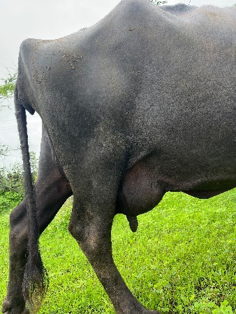 આ ભેંસ વેચવાની છે