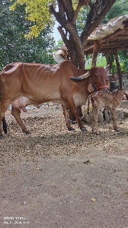 ગીર ગાય વેચવાની