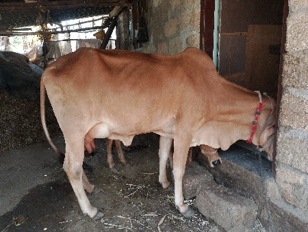 ગાય વેચવાની છે.