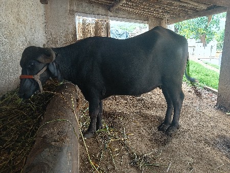 ભેંસ વેચવાની છે