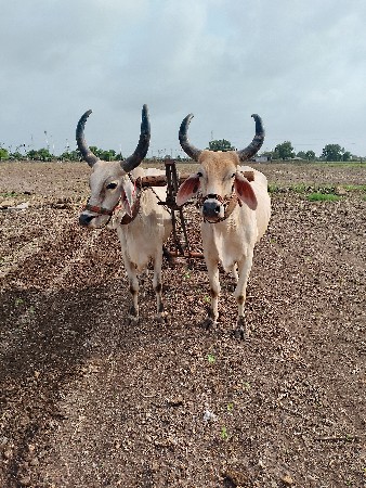 બળદ વેચવાના છે